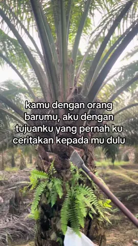 #sawit #sawitontiktok #sawitbalap #sawitindonesia #petani #petanisawit #storysawit #fyp 