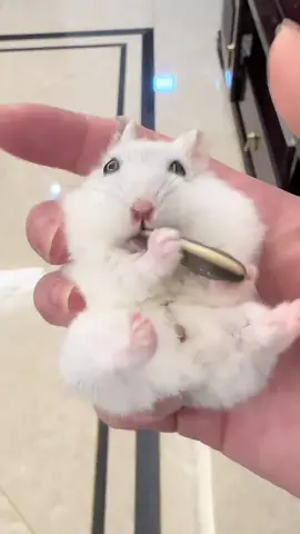 #hamster #goldenbear #hamsterbear #dailysharingofraisingmice #cute #pets #funny #eating #food #sleep #asmr 