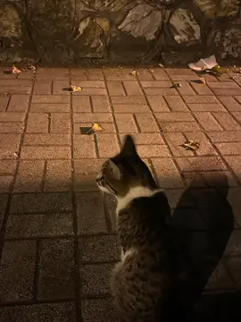 SamSonS-Di ujung jalan #samsons#diujungjalan#lyrics#cat