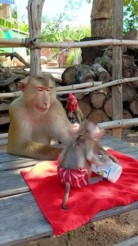 Monkey Dad Feeding Baby - Most Heartwarming Thing on Internet