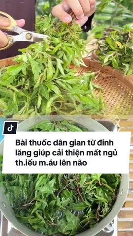 Bài thuốc dân gian giúp chữa mất ngủ thiếu máu lên não từ cây đinh lăng. #lamcooi #suckhoe #baithuocdangian #xuhuong #LearnOnTikTok 