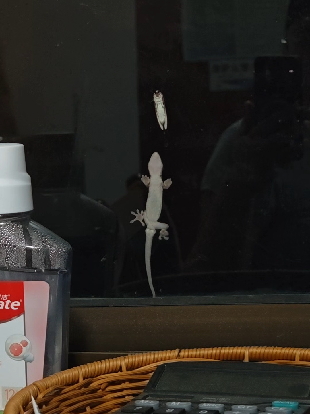 Thằn lằn bám kính! #thanlan #batcontrung #truotchan #lieuthuocso1 #videohai #cuoi #funnymoment #lizardfunny #epicfail #funnyanimals