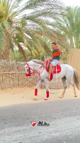 #قبلي_الجنوب_التونسي🤩😘💜 #القلعة🏺 #خيل_وخياله🐎 #مشاالله_تبارك_الله_اذكروالله_🔕 #صلوا_على_رسول_الله 