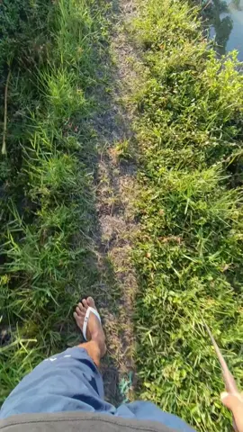 Tangi isuk budal tilik sawah🌾#lamonganupdate #lamongan24jam #petanimilenial #petaniindonesia🇮🇩🇮🇩🇮🇩🌿🌿 #fypツ 