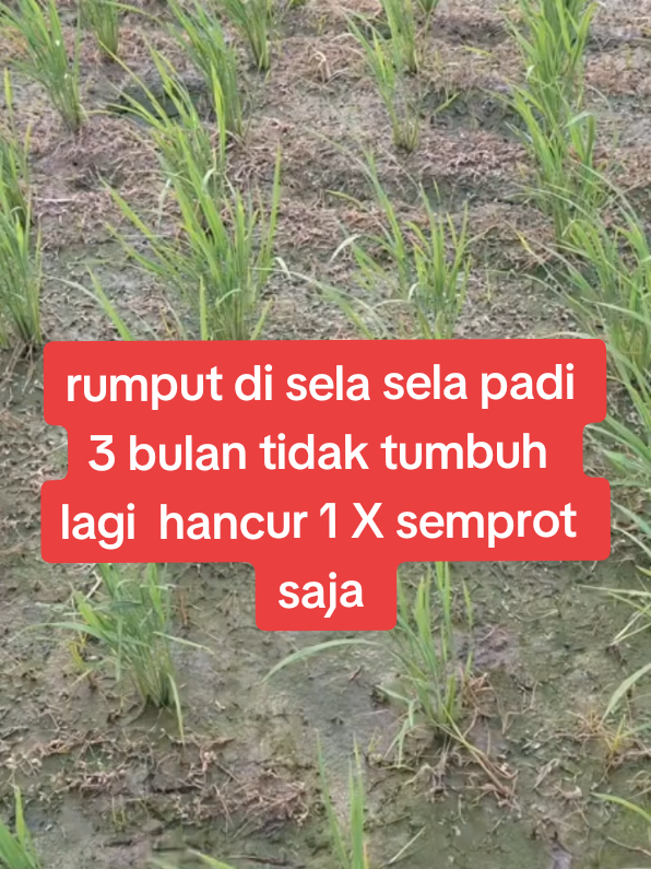 HERBISIDA STARMIN 865SL DOSIS 2 TUTUP SATU KALI SEMPROT RIMPUT DI SELASELA PANDI HANCUR MUSNAH KE AKAR&NIJI NYA  #HERBISIDASTARMIN865SLAMPUH #RUMPUTGULMA  #RUMPUTGANGGENG  #RUMPUTRAMBUTKUSUT #RUMPUTECENGGONDOK #RUMPUTDIRAWA #RUMPUTDIDARAT  #SEMUAJENISRUMPUTHANCURLEBURTAPITANAMANSUBUR 