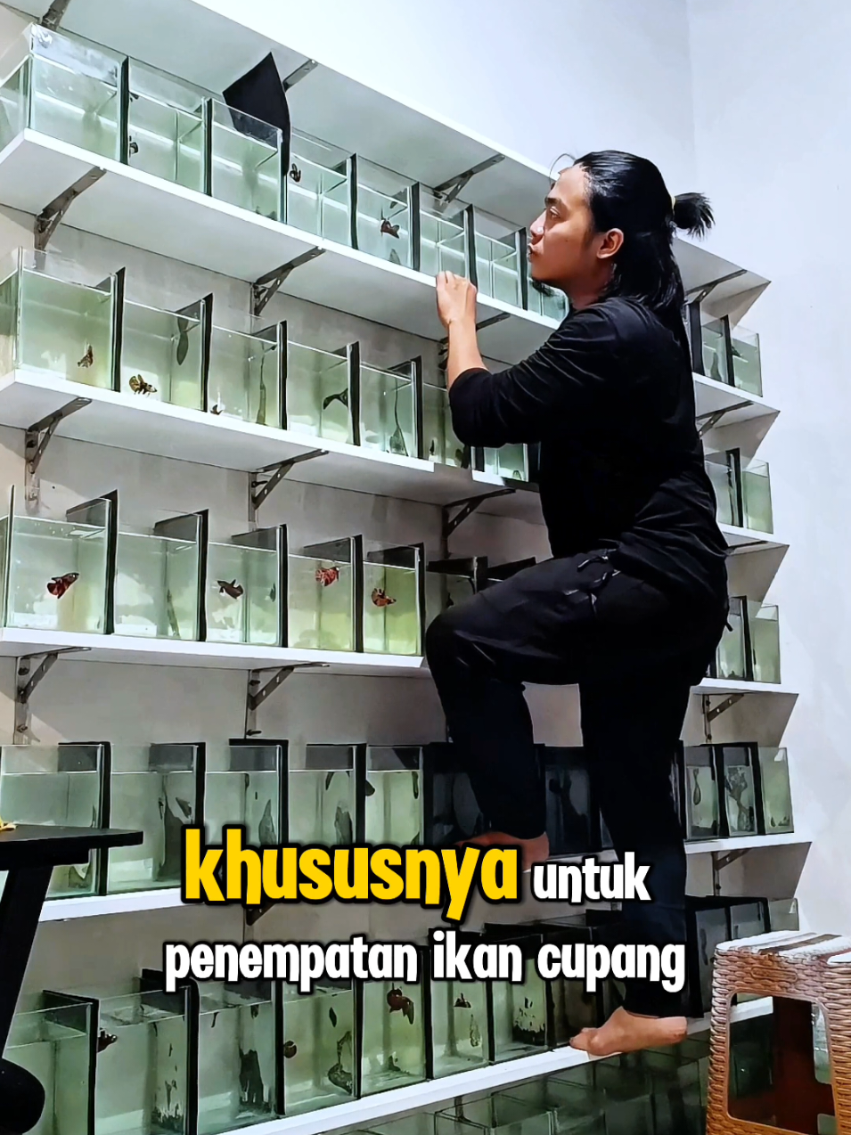 rak ikan cupang sirip studio part 1 .  .  #siripstudio  #ikancupang  #bettafish #cupanghiasindonesia  #betta 