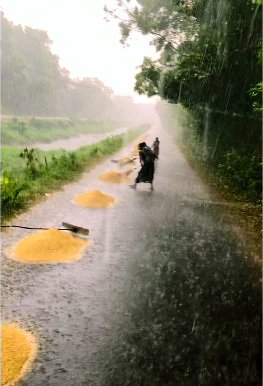 සොබාදහම කොහොමද මිනිස්සුන්ගෙන් මෙහෙම පලි ගන්නෙ. පාරෙ වී දාලා එක වරම ඇද හැලුනු වර්ෂාව නිසා අසරන උන මිනිස්සු . වී සේරම ඇලේ 🥺 #ගොවිතැන🥰🥰🥰🥰 #foryourpage #allfollowers🥰 #trending #viralvideo #අම්පාරෙ_අපි_💔🍀 