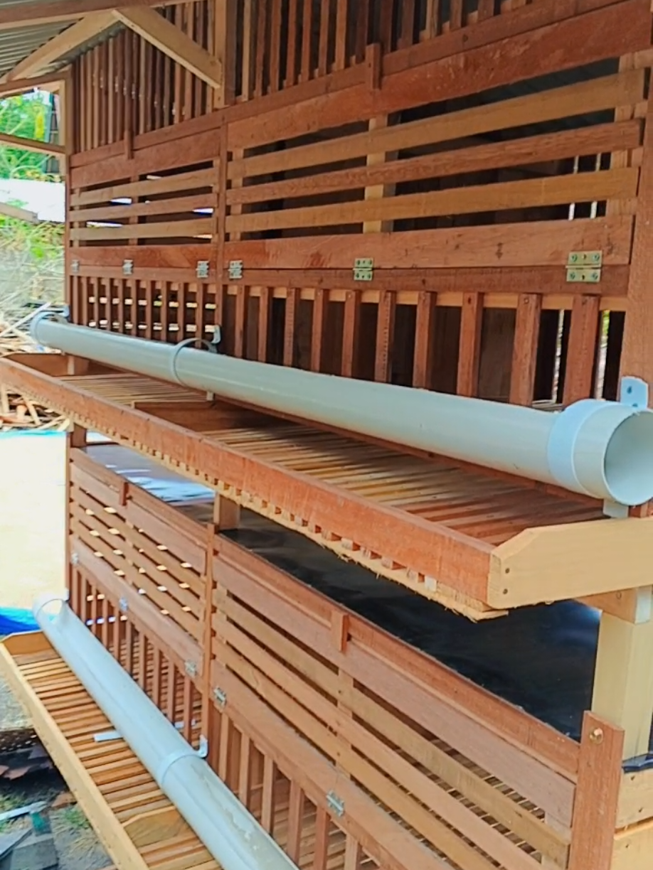 kandang petelur kapasitas 40 siap kirim ke jeunib 