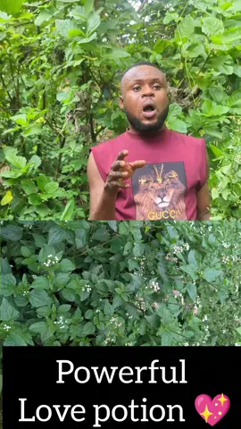 Powerful Love Potion#lovepotion #creatorsearchinsight #Love #loveyou #goviral #tranding #fyp #fypシ゚ #spirituality #trandingvideo 