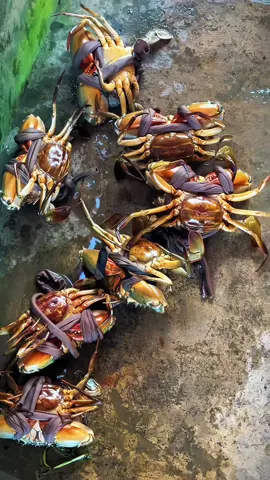 Đa số người nuôi cua nhưng lại không thích ăn cua.😅😅 (chắc ngán quá). #nuoitomnuocdung #kinhnghiemnuoitom  #cuatomcamau  #cuacamau  #cuagiare  #binxedich  #bintom 