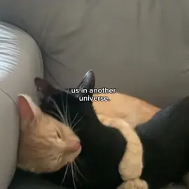 us #phrases #fyp #loveyou #cat 