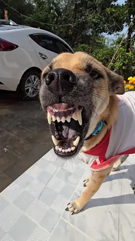 Gấu Idol Phần 669: Cầm lấy 3 tỷ và hãy mang con chó này đi😅😅😅#trending #petcung #xuhuong #dog 