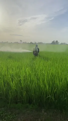 โดรนมาเขาก็ลืม🤣     #ลูกชาวนา🌾 #วัยรุ่นทํานา #โดรนเป็นเหตุสังเกตุได้ #เครื่อง767แต่งซิ่ง #นครสวรรค์ 