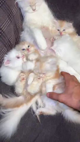 #foryou #viral #foryoupage #cat #fyp 