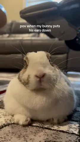 he’s bald! #bunny #rabbitsoftiktok #funny #bald #viralvideos #fyp #fypシ゚ 