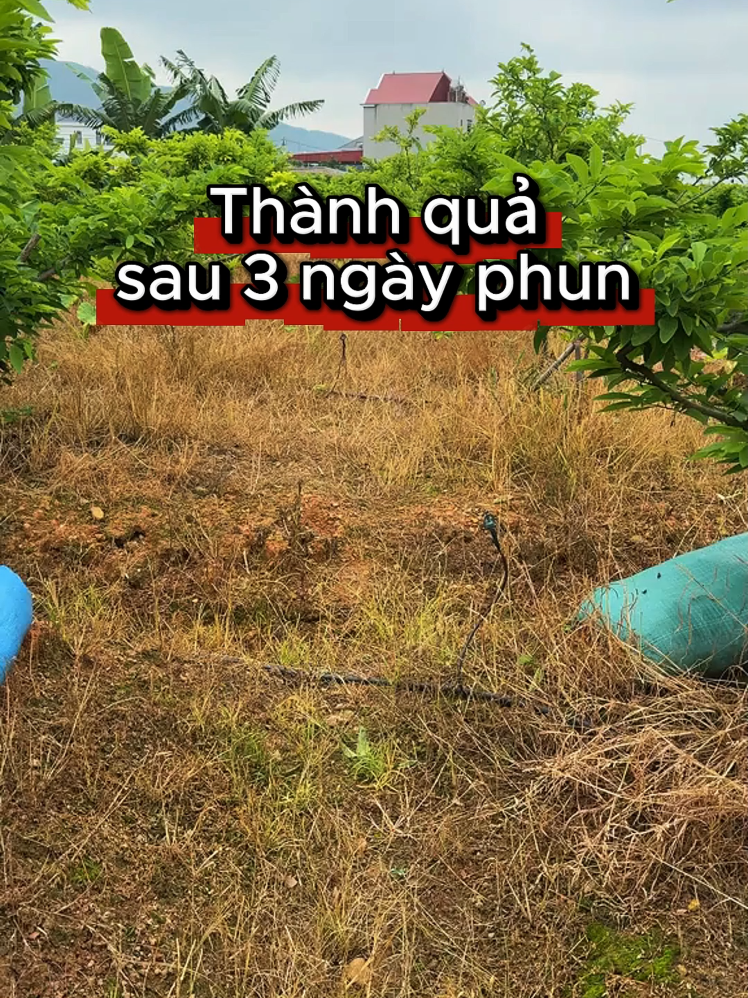 diệt cỏ sinh học Phượng Hoàng Lửa #thuocdietco #dietco #xuhuong #giadungtienich