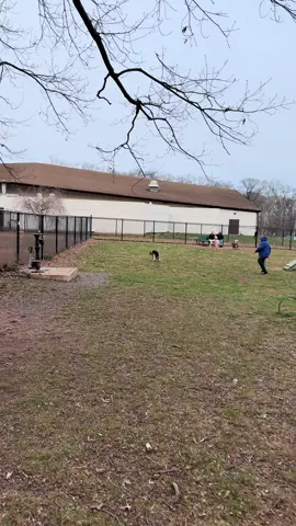 #dogsoftiktok #fyp #fypシ #fypシ゚viral #trending #parati #viral #viralvideo 
