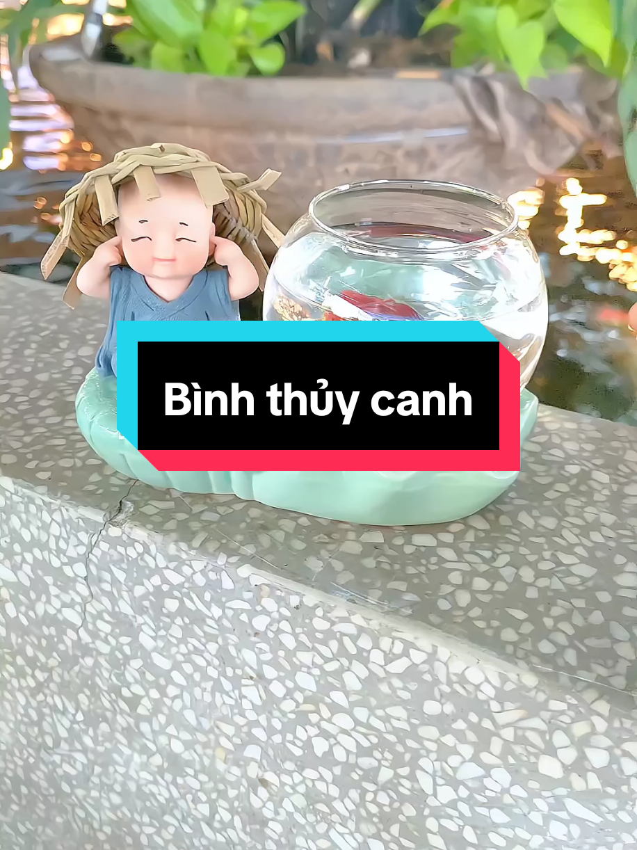 Combo bình thủy canh chú tiểu #binhthuycanhchutieu #chutieukembinhthuysinh #binhthuycanh 