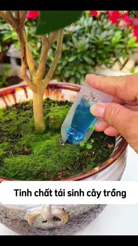 Tinh chất tái sinh cây trồng  #chamcay #chamsoccay #trongcay #caycanh #bonsai 