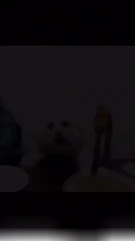 Empanadas #dog #brainrot #shitpost #foryoupage #fyp 