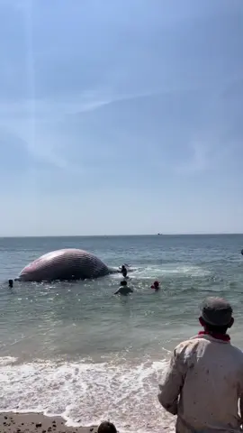 đưa Ông vào bờ anh chị ạ #nguyenanhtuoi #lienhuong #tuyphong #danbien #caong 