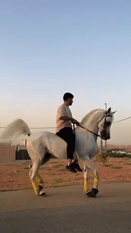 مشتحن للديرة💔#خيدار #اكسبلور #horse #السعودية #محمد_الوادعي #الرياض #نجران 