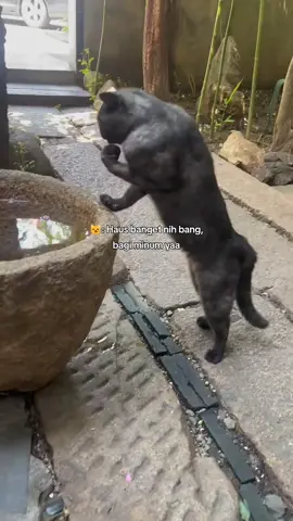 Pamer otot berkedok minum #fyp #kucinglucu #kucing 