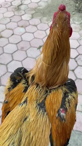 Ayam siam LHK #fyp #masuukberanda #wiringkuning #siamlhk #wiringkuningtembus #puresiam #fypage 