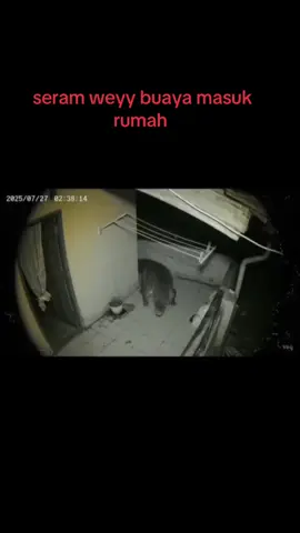 kejadian terjadi tanpa di sedari tahu tahu jadi #fypシ゚ #buaya #buayadarat🐊 