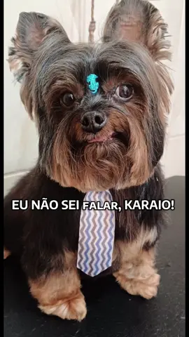 Juro, só queria entender porque ele é assim comigo!  #yorkshire#pet#baby#dog#dogsoftiktok#dogsflamar