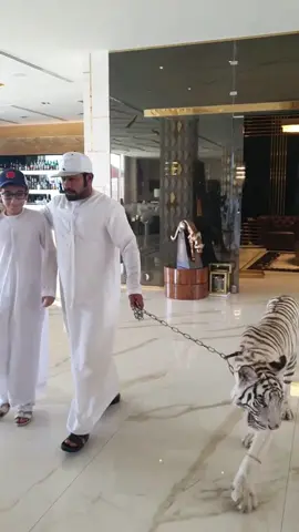 Tigers & Lions in Dubai Homes Long Title: Dubai's Exotic Pets: The Luxury of Owning Tigers and Lions  #DubaiTigers #ExoticPets #LuxuryLife #BigCats #LionPets #TigerPets #DubaiLuxury #ExoticAnimals