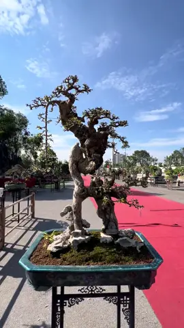 Phiêu quá ae ạ #duốibonsai #duối_bonsai #duối #xuhuong #bonsai 