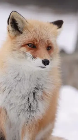 🦊🦊🦊fox 2025/5  キタキツネ #キツネ #fox #volpe #fuchs #여우 #狐狸   #キタキツネ #動物 #動物好きな人と繋がりたい＃可愛い動物#動物園 #redfox #animal #foxlove #foxes_club #cutefox #foxes