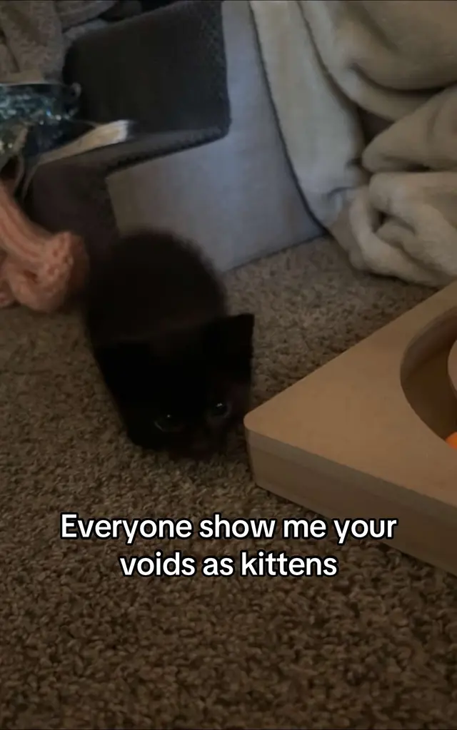 #cat #kitten #kittens #void #voidcat #voidkittens #kittysoftiktok 