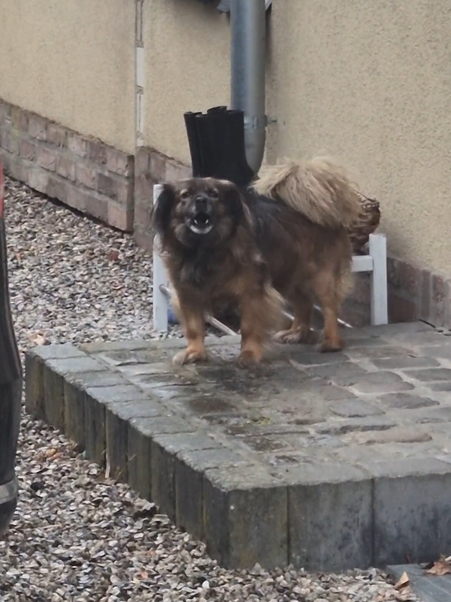 she ist speaking in Gabber #gabber #rawstyle #uptempo #harderstyles #dog 