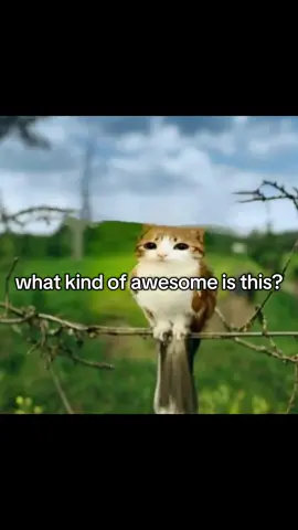 im meowls biggest fan btw #fyp #whatkindofawesomeisthis? #fyppppppppppppppppppppppp #fypシ゚ #meowl #cats #relateable 