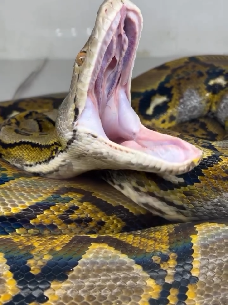 Beautiful reticulated python waking up 🥱 #snakes #pythons #reptiles #snake #serpent #loeilducelte #guafam 