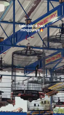 piala canting10🔥 #kicaumania #kicaumaniaindonesia #kicaumanianusantara #muraibatu #muraibatuindonesia #pialacantingpekalongan #transbirdarena #fypp #fypシ゚ #fyppppppppppppppppppppppp 