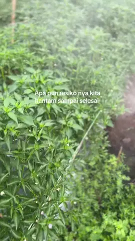Kemarau yang sangat panjang🥵#arres #petanimuda #petanicabai #petanimandiri #petanimilenial #fypシ #xyzbca #petanicabe #storywa #cmk #caberawit #milfar_id 
