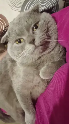 #хочуврек #підпишись #котики #приколи 