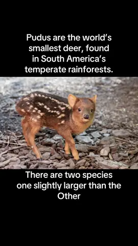Meet the pudu 🦌 — the world’s tiniest deer, standing only about a foot tall! Proof that the smallest creatures can steal the biggest piece of your heart ❤️ #Pudu #TinyButMighty #pocketbambi 