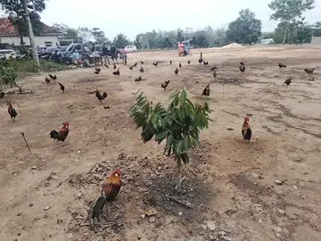 acara rendeng di tbb