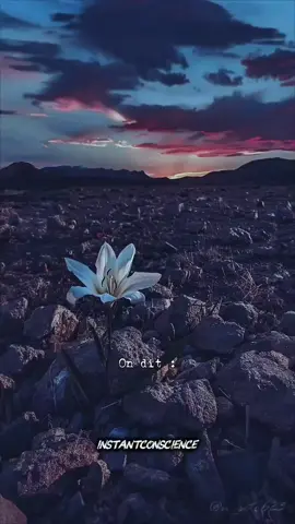 ✨ حين تُرزق بقلوب صافية، تغيب عن عيونهم ولا تغيب عن دعائهم... تلك هي السعادة الحقيقية. دع قلبك ينتصر بالحب، لا بالجدال. #positivity #motivation #SelfCare #inspiration #foryou 