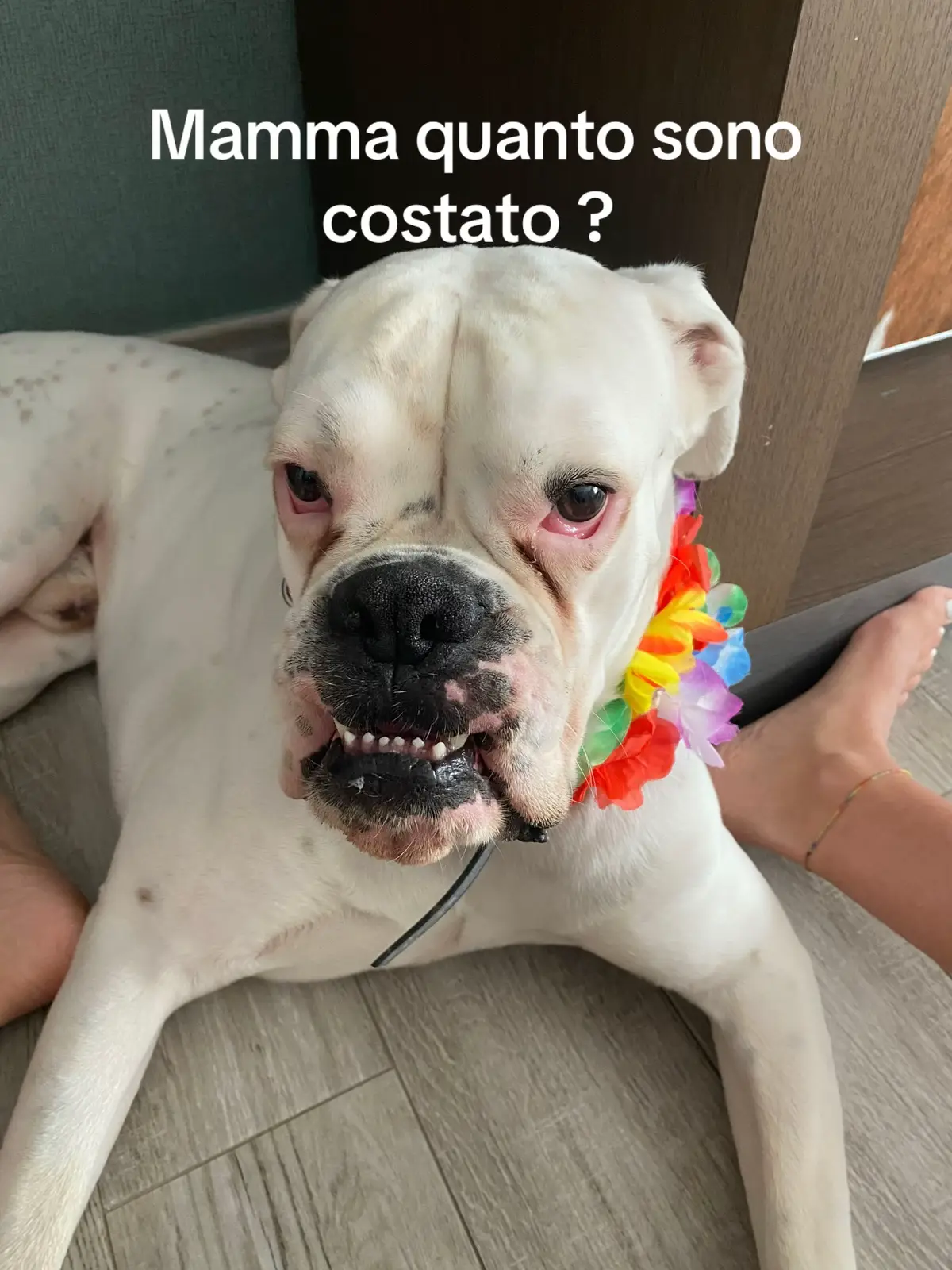 Povero eros monopalla  #dogsoftiktok#dogs#fyp