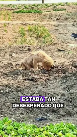 The paralysed puppy meets his angel. #animals #Foryou #Friendship #Us #fyp #dog