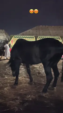 #tbourida_maroc #lkhayl #lmousem #lkhayl🐴 #fyyyyyyyyyyyyyyyy #fuyp #rahasiaglowing #lkhayl #راحة_نفسية #الخيل_من_خيالها #الخيل 