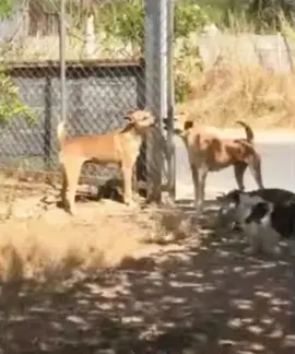 😂😂😂#dog #pet 