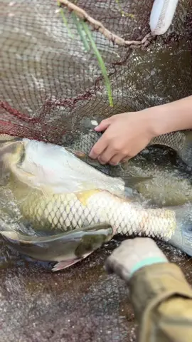 Không có cái ao nào nhiều cá hơn ao nhà tôi?😂😂🤭##caulure #caucatunhien #caucagiaitri #fish #fishing #lurefishing #lure #cau #cauca #caudai 