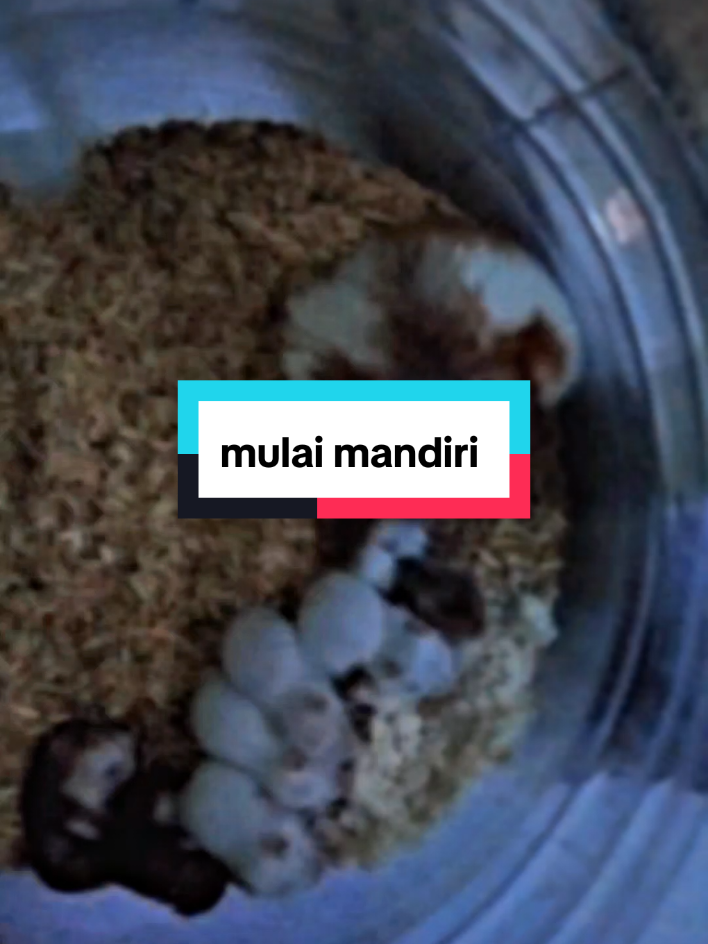 mulai mandiri 🐹😀 #lucu #peliharaan #viralvideo #babyhamster #anakhamster #hamstersyrian #hamstersoftiktok #hamster #trend #fypviral #fypp #pet #fypviralシ #foryouu 