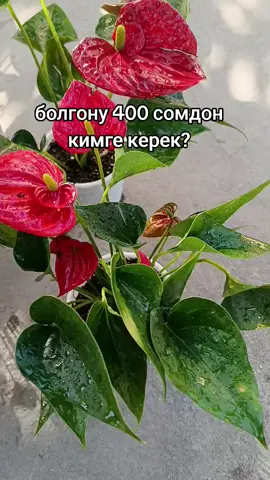 Антуриумдар болгону 400 сомдон кыздаар,алып жетишип калгыла 